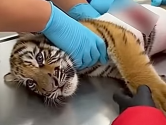 P2603004 This man saw a Siberian tiger cub surrounded by a pack of hungry wolves (Part 2)