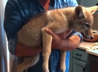 P2603003 New dogs for my wife to spoil (Part 2)