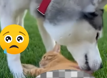 P2203009 The Fearless Protector with a Funny Bone! ❤️ (Part 2)