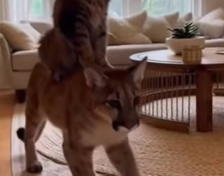 P2603001 This Woman found this little Cougar cub in the forest (Part 2)