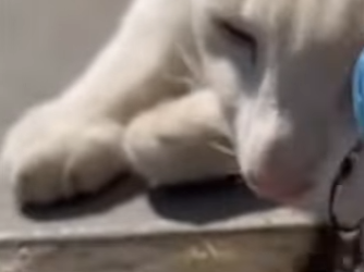 P2603010 pregnant stray cat chose our dog reason we never expected. (Part 2)