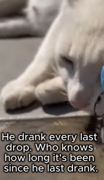 P2603010 pregnant stray cat chose our dog reason we never expected. (Part 2)