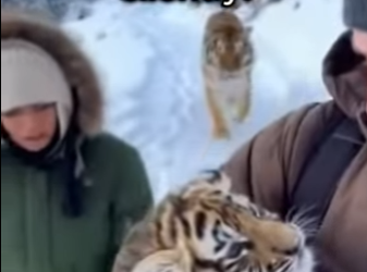 A tiger came out of the mountains carrying her weak cub… and did something I never thought a wild ti (Part 2)