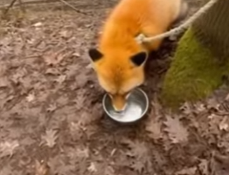 P2603012 Someone Tied Fox to Tree Just Left Her There (Part 2)