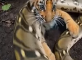 P2603011 Saved Tiger Cub Boa But Night Held Bigger Surprise. (Part 2)