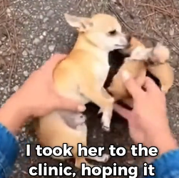 P2603006 She Saved Her Little Puppies (Part 2)