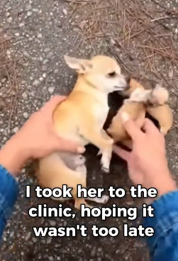 P2603006 She Saved Her Little Puppies (Part 2)