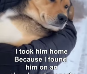 P2603009 Adopted a stray. Now I have a shadow (Part 2)