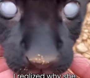 P2603002 This is the story of the panther cub rejected by his mother and raised by a cat (Part 2)