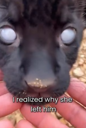 P2603002 This is the story of the panther cub rejected by his mother and raised by a cat (Part 2)