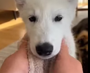 F2603012 a wild wolf followed my dog home…then this happened (Part 2)