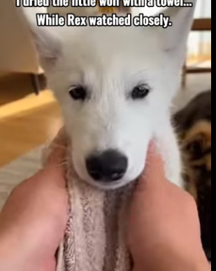 F2603012 a wild wolf followed my dog home…then this happened (Part 2)