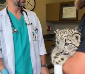 F2603005 I saved a snow leopard cub from the mouths of two lions, and then (Part 2)