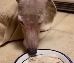 F2203006 dog rescuer encounter to give him shelter (Part 2)