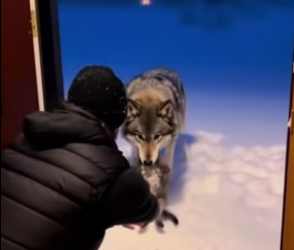 F2603003 I Raised Wolf Cubs for a Year—Their Reunion with Mom Broke My Heart (Part 2)