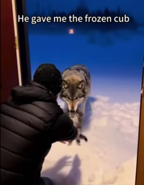 F2603003 I Raised Wolf Cubs for a Year—Their Reunion with Mom Broke My Heart (Part 2)