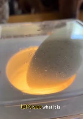 F2603002 Thought It Was Just An Egg… Until It Hatched Into …(Part 2)