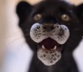 F2603007 I regret sending it away so much, but I really had no other choice What would you do if you were in (Part 2)