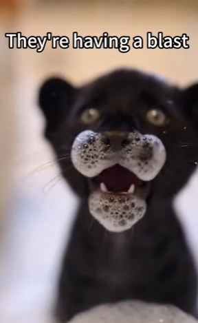 F2603007 I regret sending it away so much, but I really had no other choice What would you do if you were in (Part 2)