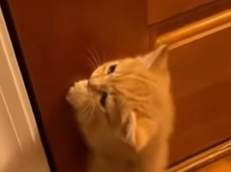 F2603010 Ma’er got a new partner (Part 2)