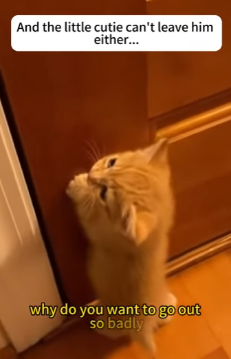 F2603010 Ma’er got a new partner (Part 2)