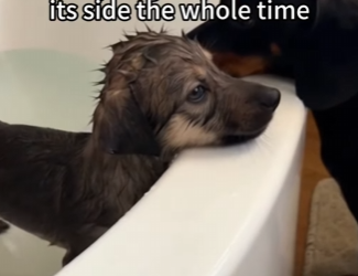 F2603006 My Dog Brought Home a Wolf Cub… (Part 2)