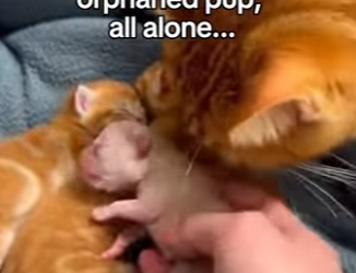 F2603008 She brought me something weird… turns out, it was everything I needed 🐱🐶 Real animal rescues that (Part 2)