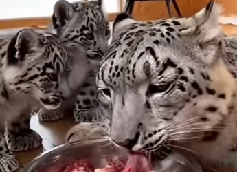 F2603011 wild snow leopard cubs came to my door during A storm (Part 2)