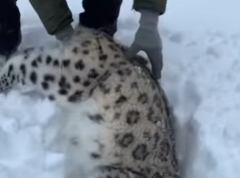 F2603001 Rescued snow leopard cubs after mom’s death in blizzard, 5-month reunion has the internet sobbing (Part 2)