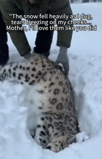F2603001 Rescued snow leopard cubs after mom’s death in blizzard, 5-month reunion has the internet sobbing (Part 2)