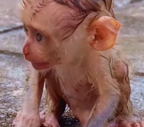 R2603010 The mother monkey wanted to drown her baby monkey, but I stopped her, and then…❤️(Part 2)