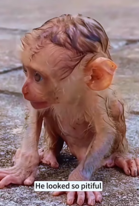 R2603010 The mother monkey wanted to drown her baby monkey, but I stopped her, and then…❤️(Part 2)