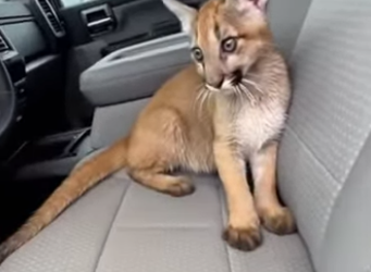 F2203001 A puma cub cried for help from a tree branch (Part 2)