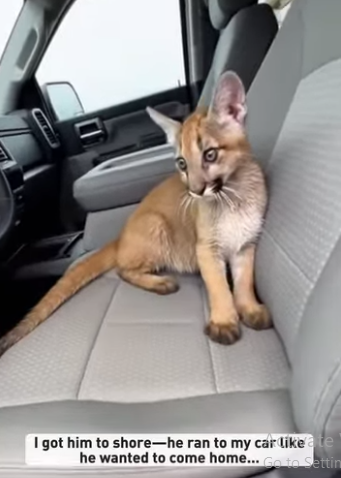 F2203001 A puma cub cried for help from a tree branch (Part 2)