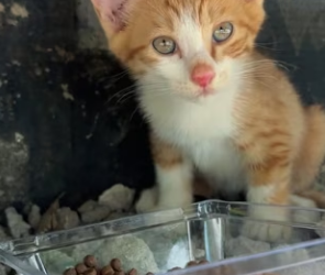 R2603003 While camping with friends, I saw a small kitten fall into the water (Part 2)