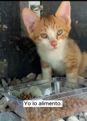 R2603003 While camping with friends, I saw a small kitten fall into the water (Part 2)