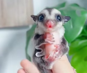 R2603007 Glider Sugar Gryphon (Part 2)