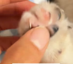 R2603005 Tuna fishing (Part 2)