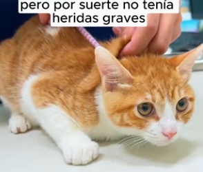 R2603008 Cat trapped by a stone (Part 2)