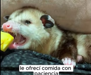 R2603006 I found an abandoned baby possum (Part 2)