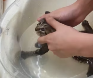 R2603002 Dog Rescue Cat Project (Part 2)