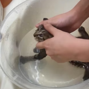 R2603002 Dog Rescue Cat Project (Part 2)