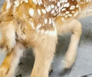 R2603001 A man rescued a fawn (Part 2)