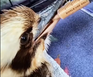 R2603011 A kind man rescued a trapped kookaburra and then this happened (Part 2)