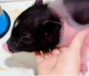 R2603004 piglets abandoned by their mother (Part 2)