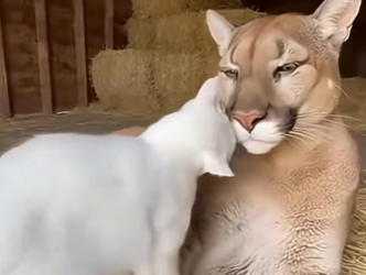 F2203008 i opened my barn ..and a pregnant cougar was inside (Part 2)