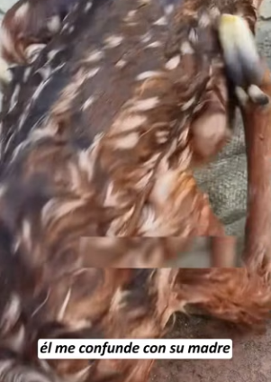 R2603009 A doe attacked her fawn out of fear (Part 2)