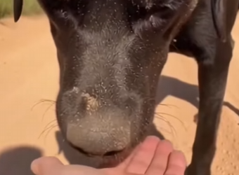 F2603011 Rescue is not a verb, it’s a lifestyle. (Part 2)