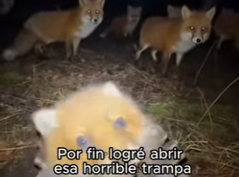 F2603012 Be the person your dog thinks you are. (Part 2)