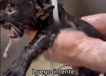 F2603002 Don’t shop, just look at this face! (Part 2)